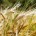 A wheat background with a single head of wheat isolated against a bokeh background